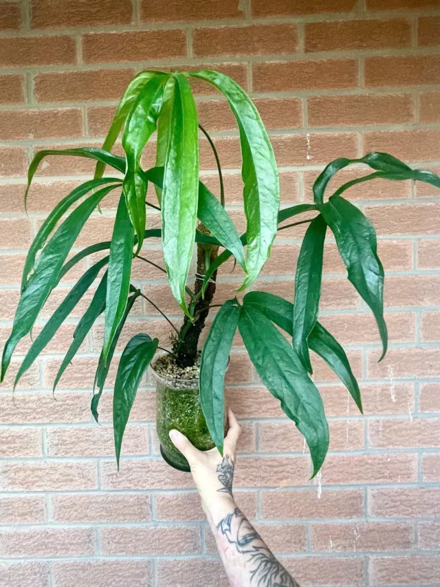 2.5 Feet Tall Anthurium Pentaphyllum Indoor Plant In Glass Pot Held In Human Hand