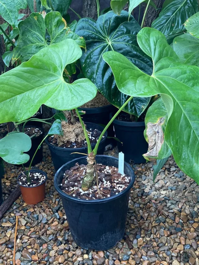 Anthurium Ravenii Plant In Round Pot Displayed with Other Indoor Plants at Garden Ground