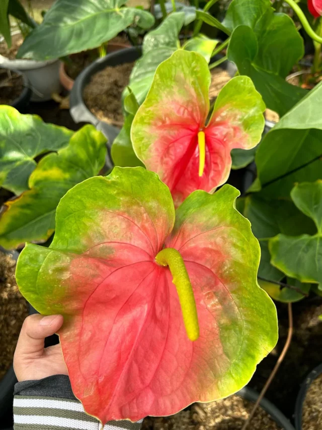 Top View of Anthurium Scherzerianum Plant Leaves