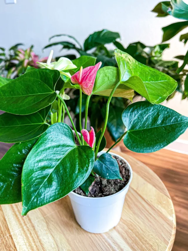 Blooming Anthurium Schlechtendalii Indoor Plant In White Round Pot Displayed on Wooden Table at Home Living Area