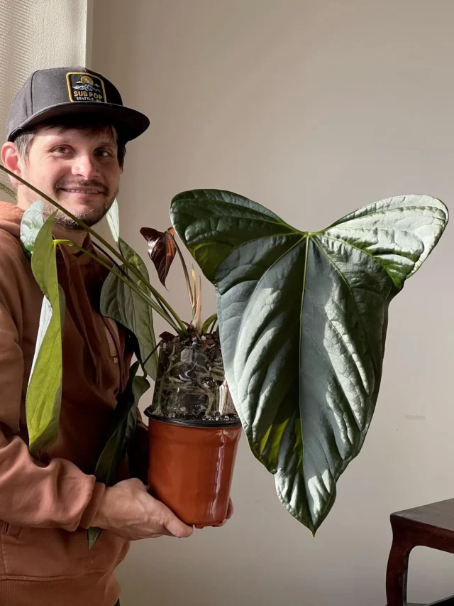 Happy Man Taking Photo with Anthurium Subsignatum Plant at Home