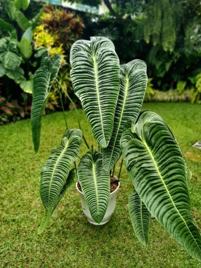 Anthurium Veitchii Plant In White Ceramic Pot at Garden Ground