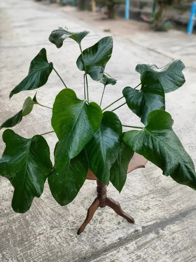 Anthurium Watermaliense Plant On Metal Stand at Garden Pathway