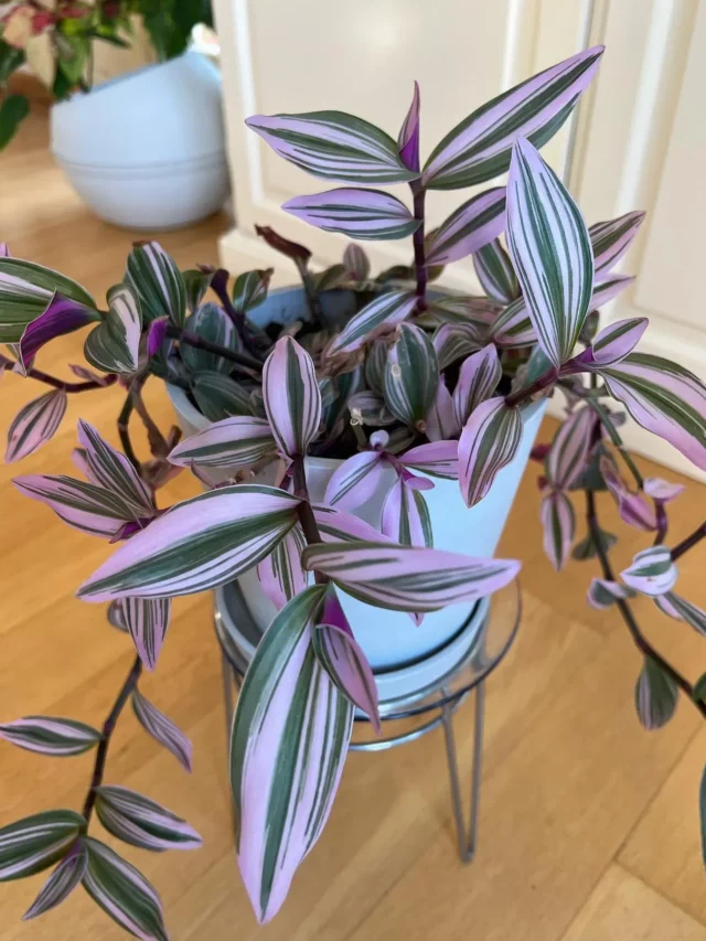 Tradescantia Bathroom Plant In White Round Pot with Drainage Tray Displayed on Metal Stand at Home Wooden Floor