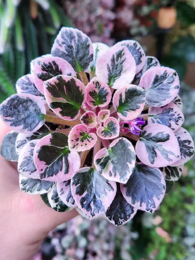 Top View of African Violet (Saintpaulia Ionantha) Indoor Plant