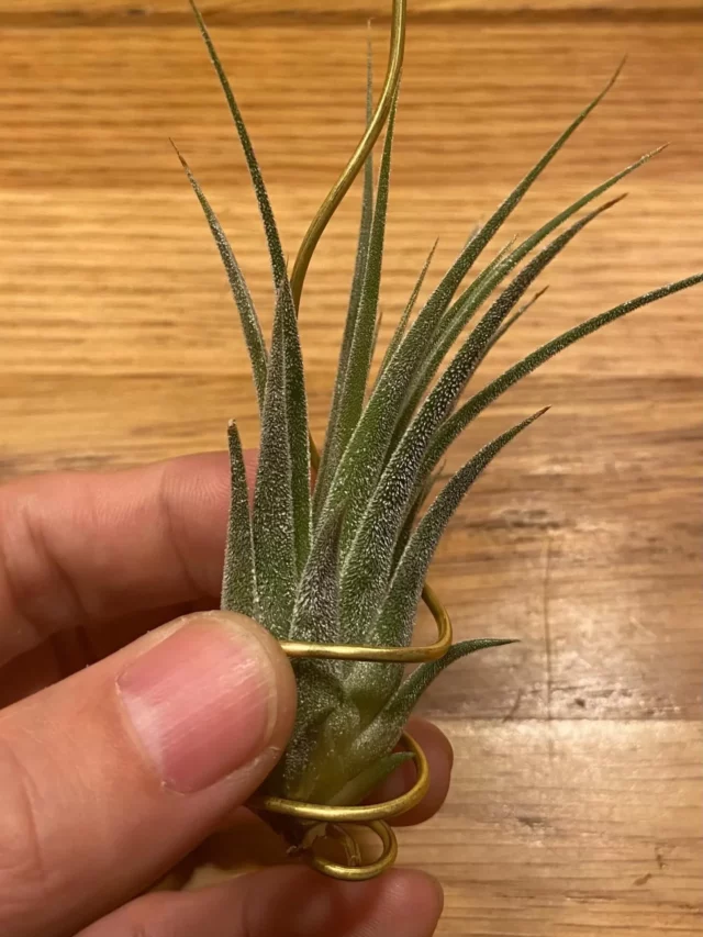 4" Tall Air Plants (Tillandsia spp.) In Metal Stand