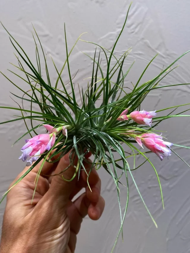 Blooming Air Plants (Tillandsia spp.) with Pink and White Color Mixed Flowers