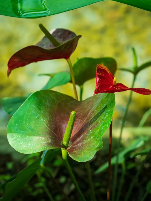Close up Photo of Blooming Anthurium Andraeanum Indoor Plant
