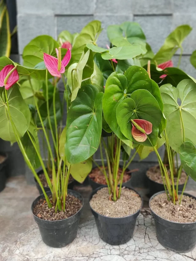 Group of Anthurium Andraeanum Indoor Plants In Round Pots Displayed at Garden Ground