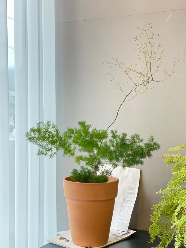 Asparagus Fern (Asparagus Setaceus) Indoor Plant In 6" Terracotta Pot at Home Living Area