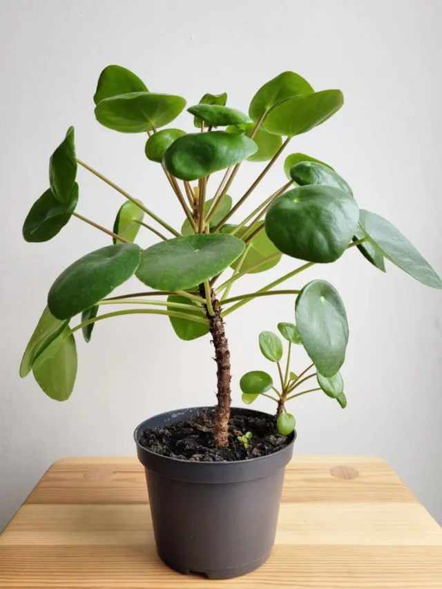 1.5 Feet Tall Chinese Money Plant (Pilea Peperomioides) In Gray Color Pot Displayed On Wooden Stand at Home