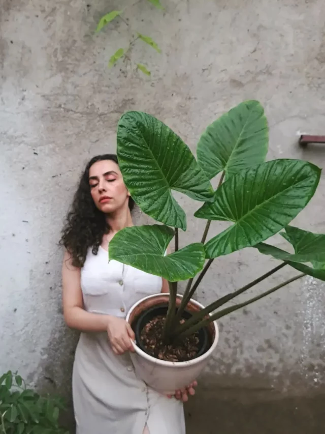 Woman Posing with Elephant Ear Plant (Alocasia spp.) In Round Pot at Home Garden Area