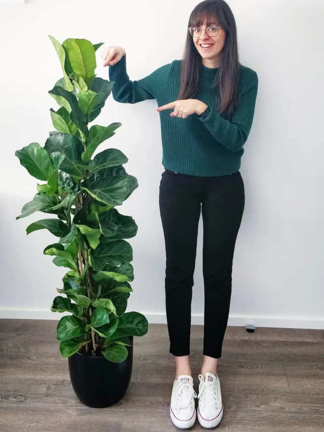 5.5 Feet Tall Fiddle Leaf Fig 'Bambino' (Ficus lyrata 'Bambino') In Black Round Pot on Wooden Floor