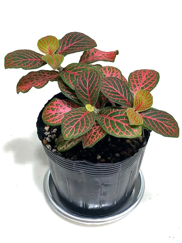Fittonia (Fittonia Albivenis) Indoor Plant with Eye-Catching Leaves In Round Pot with Drainage Tray