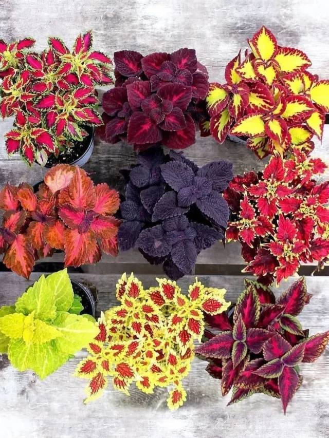 Top View of Fittonia (Fittonia Albivenis) Indoor plants on Wooden Rack