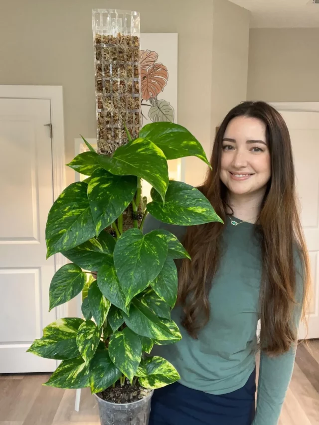 Happy Girl Posing with Golden Pothos Indoor plant with Moss Support Pot In Round Pot at Home Living Area