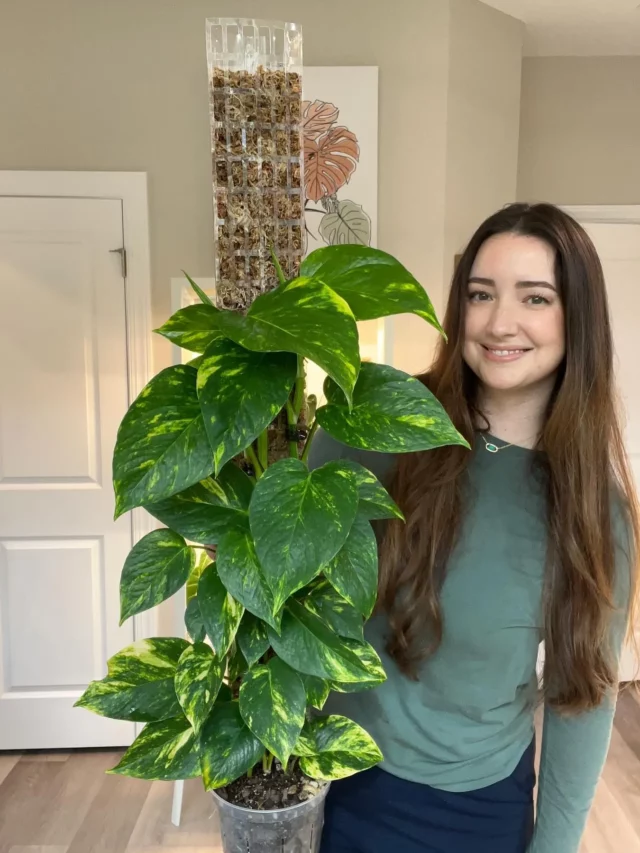 Happy Girl Posing with Golden Pothos Indoor plant with Moss Support Pot In Round Pot at Home Living Area