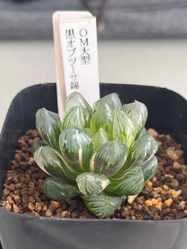 4" Tall Haworthia (Haworthia Attenuata) Plant In Square Shape Pot