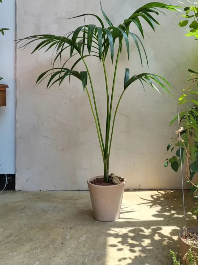 3 Feet Tall Kentia Palm (Howea Forsteriana) Indoor Plant In Round Pot on Floor at Home Garden Area