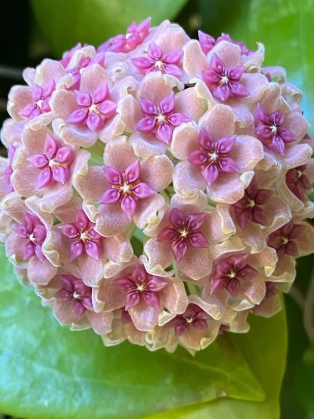 Close up Photo of Eye-Catching Hoya (Hoya Carnosa) Indoor Plant with Pink Color Flowers