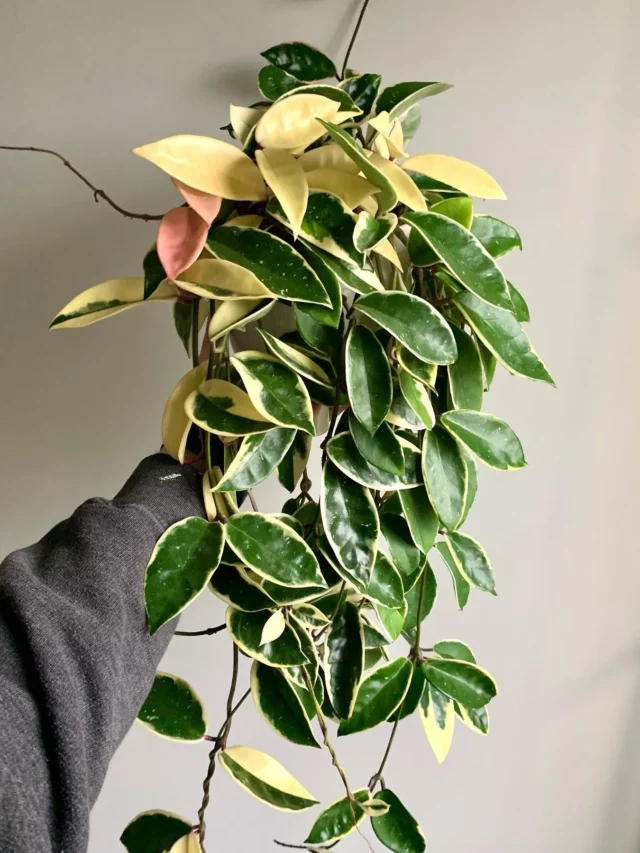 Hoya 'Krimson Queen' (Hoya carnosa 'Krimson Queen') Indoor Plant In Human Hand