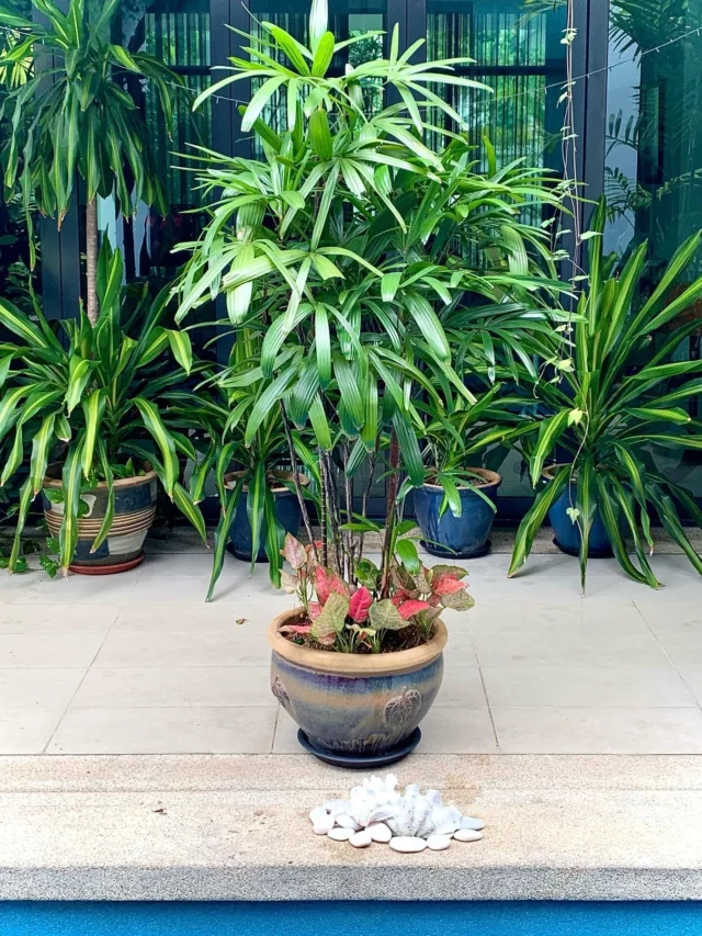5 Feet Tall Lady Palm (Rhapis Excelsa) Indoor Plant In Round Ceramic Pot at Home Garden Ground Displayed with Other plants