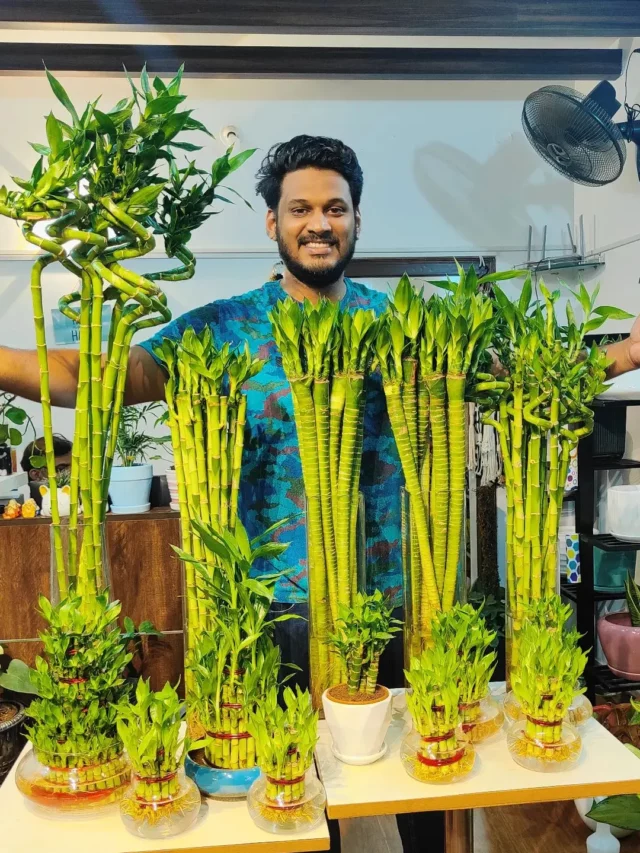 Man Posing with Group of Lucky Bamboo (Dracaena Sanderiana) Plants In Glass Bottles Displayed On Wooden Stand at Home Garden Observing Electric Lamp Light