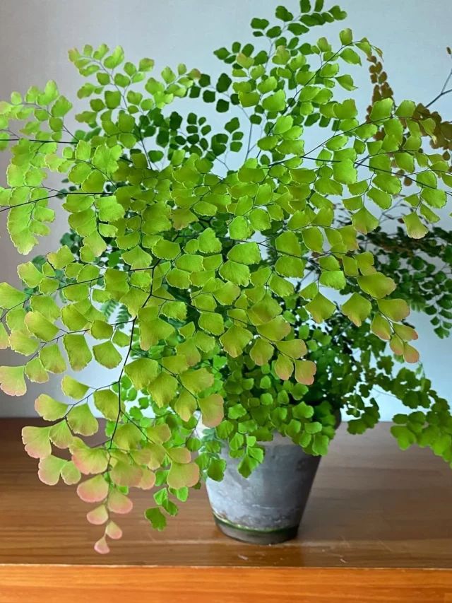 Eye-Catching Maidenhair Fern (Adiantum Capillus-Veneris) Indoor Plant In Round Pot on Wooden Stand at Home