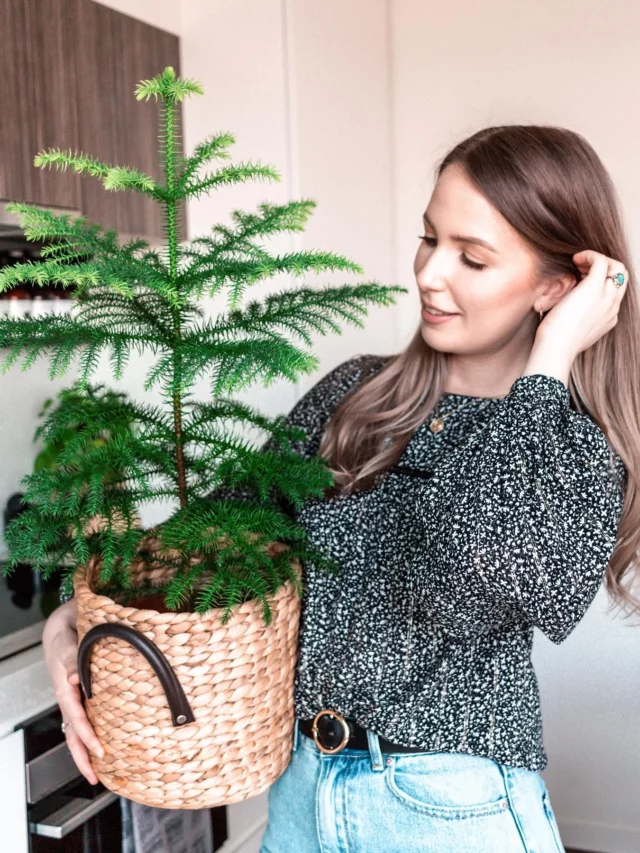 Girl Carrying 2 Feet Tall Norfolk Island Pine (Araucaria Heterophylla) In Basket at Home