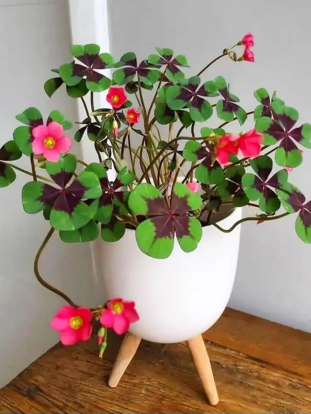 Blooming Oxalis (Oxalis Triangularis) Indoor Plant with Pink Color Flowers In White Round Ceramic Pot on Wooden Stand at Home