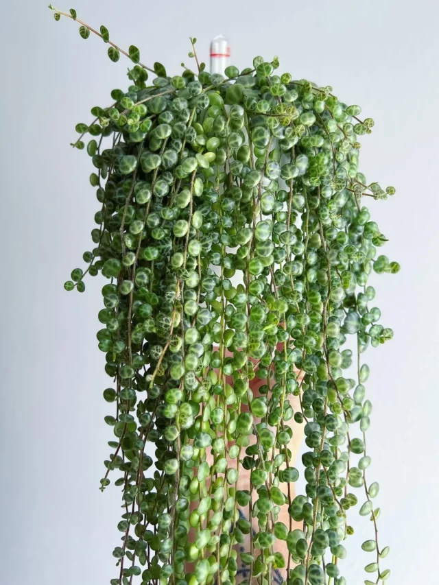 Peperomia (Peperomia Obtusifolia) Hanging From Pot Held In Human Hand