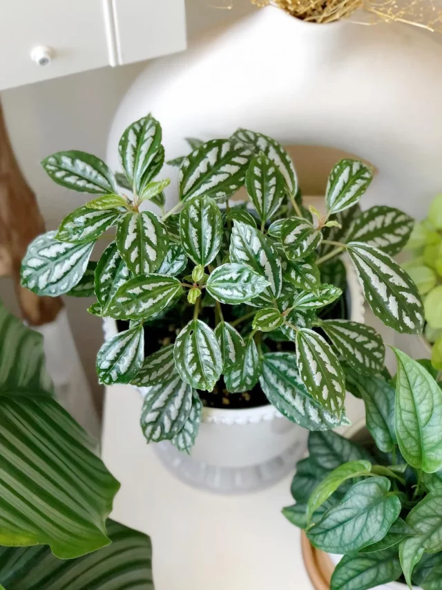 Pilea Cadierei Indoor Plant In Ceramic Pot Displayed with Other Plants at Home Garden Area