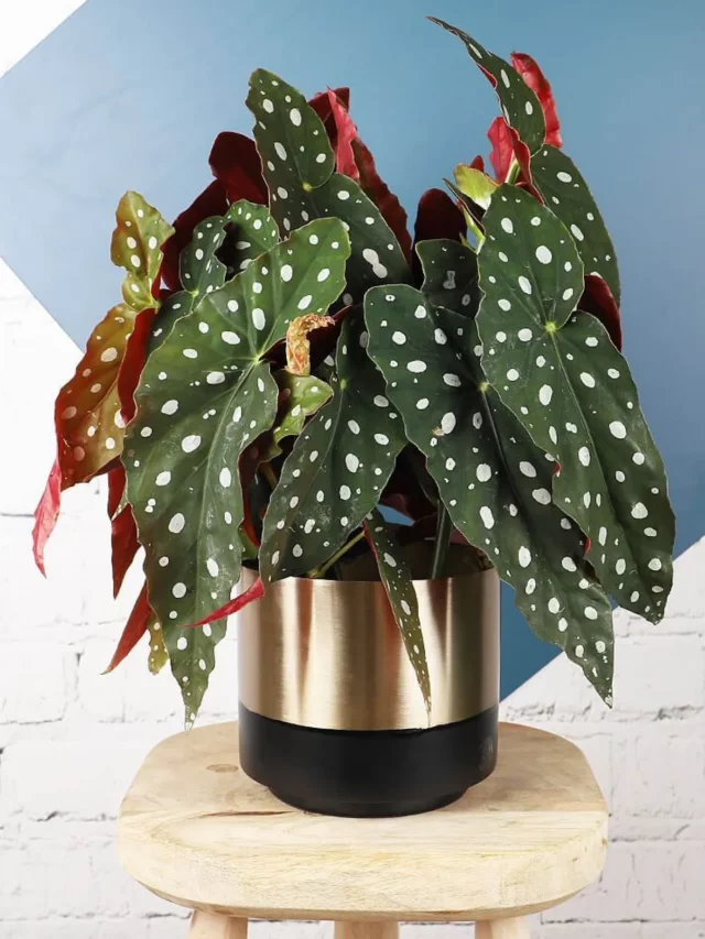 8" Tall Polka Dot Plant (Hypoestes Phyllostachya) In Metal Pot on Wooden Stand