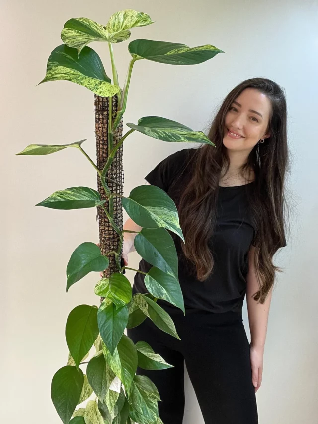 Happy Girl Posing with Climbing Pothos 'Marble Queen' (Epipremnum aureum 'Marble Queen') Indoor Plant with Its Moss Support Pole