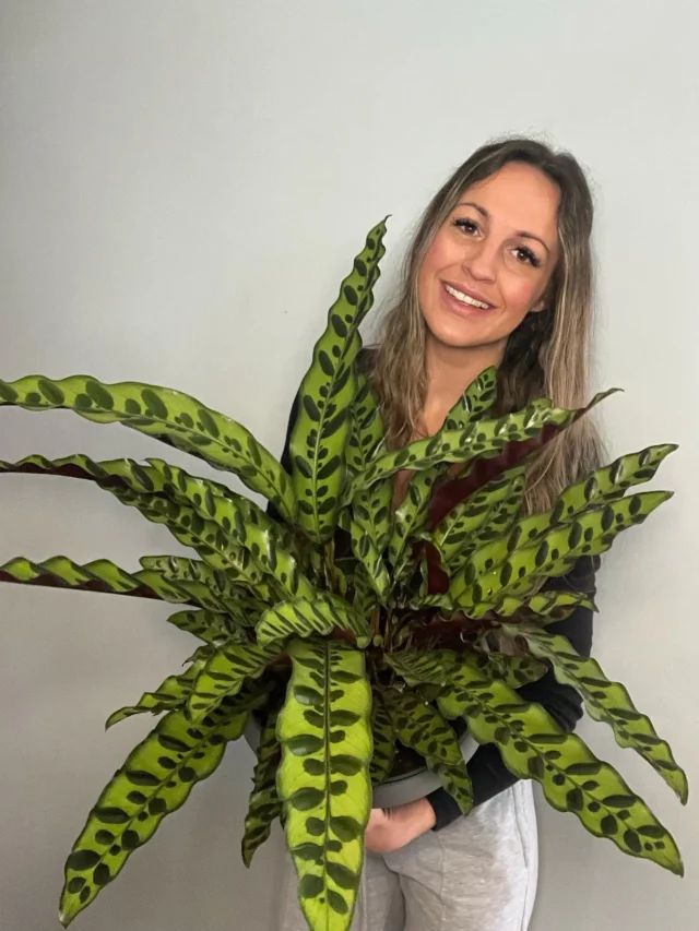 Happy Girl Posing with Rattlesnake Plant (Calathea Lancifolia)