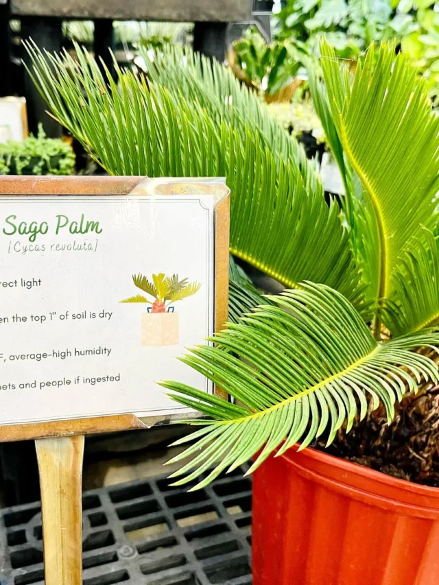 1.5 Feet Tall Sago Palm (Cycas Revoluta) In Round Pot with a Instruction Board on Metal Stand