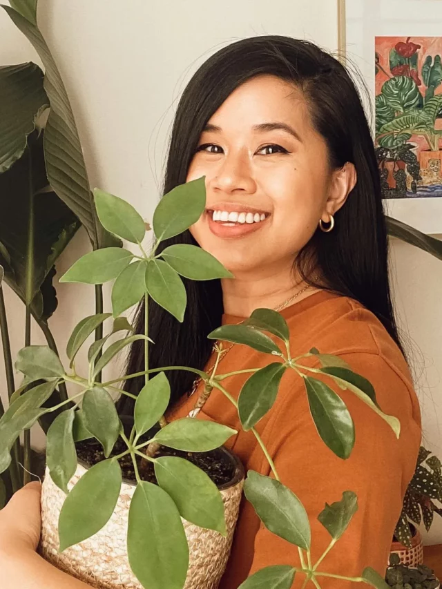 Happy Woman Posing with Schefflera (Schefflera Actinophylla) Indoor Plant In Round Pot at Home Garden Area