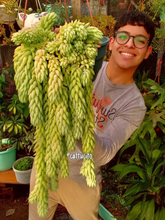 Happy Teenage Boy Posing with Burro’s Tail (Sedum Morganianum) Plant at Garden Area