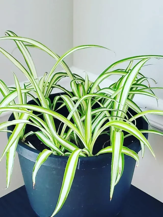 Eye-Catching Spider Ivy (Chlorophytum Comosum) Indoor Plant In Blue Color Round Pot at Home