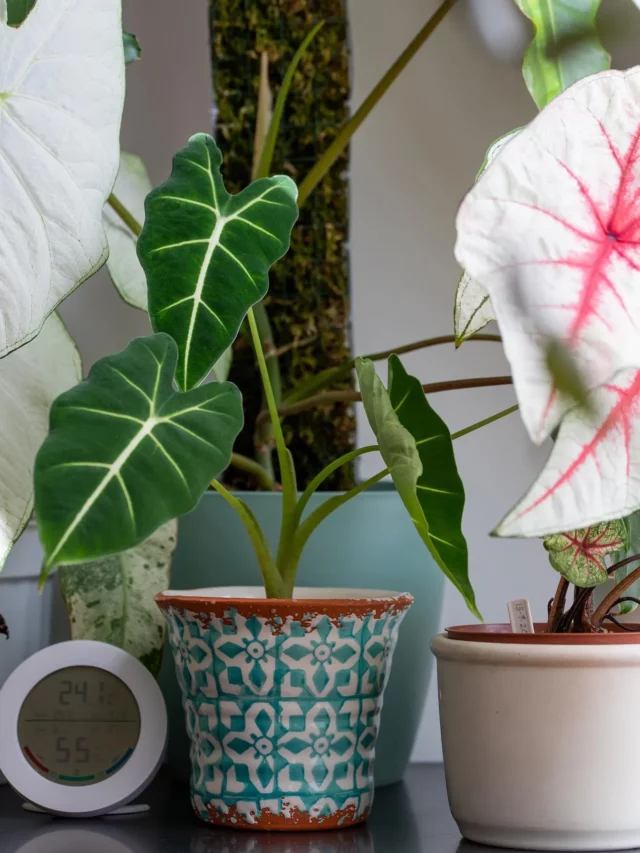 Velvet Plant (Gynura Aurantiaca) In Ceramic Pot Displayed with Other Indoor Plants at Garden Area