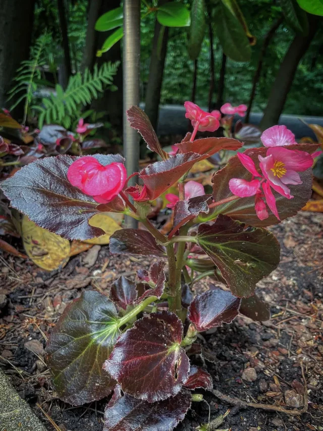 1.5 Feet Tall Wax Begonia (Begonia Semperflorens) Plant After Watering at Garden Ground