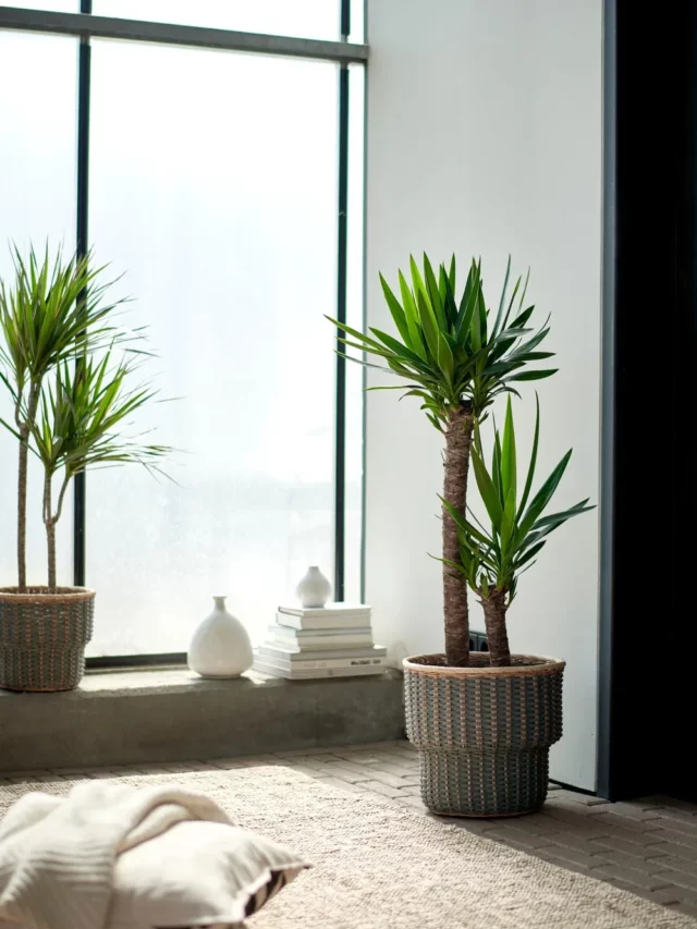 2 Feet Tall Yucca Elephantipes Indoor Plant In Decorated Pot Observing Sunlight Through The Window at Home