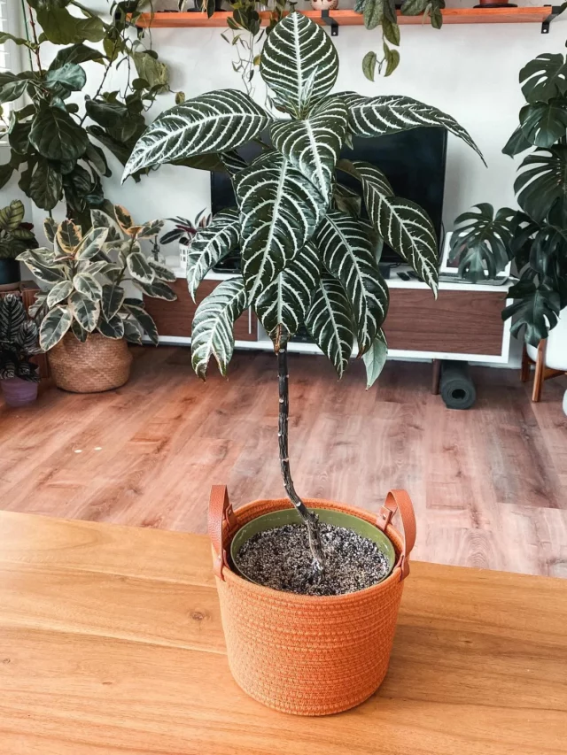 2.5 Feet Tall Zebra Plant (Haworthiopsis Attenuata) In Green Color Pot on Wooden Floor Displayed with Other Plants at Home Garden Area