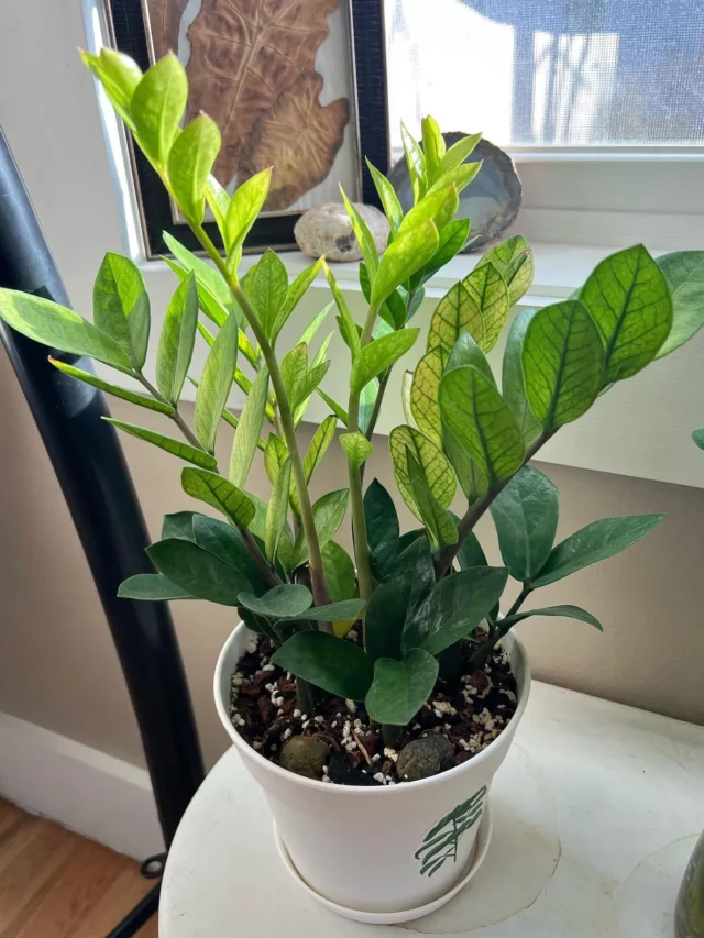2 Feet Tall Chameleon ZZ Plant In White Pot with Drainage Tray on Stand at Home Living Area