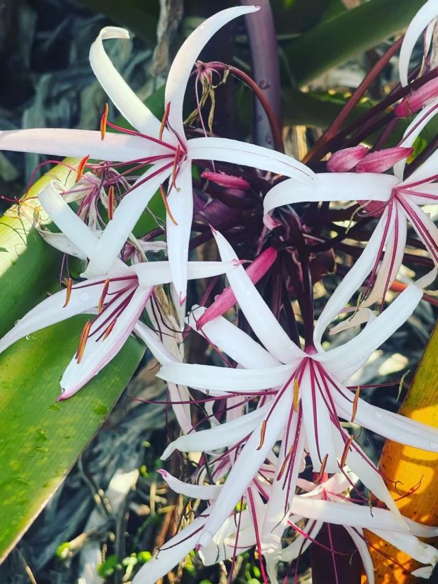 Top View of Eye Catching Spider Lily Plant