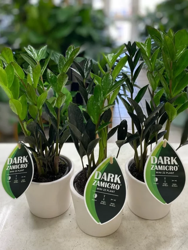 Three Dark Zamicro ZZ Plants In White Pots Displayed at Garden Area