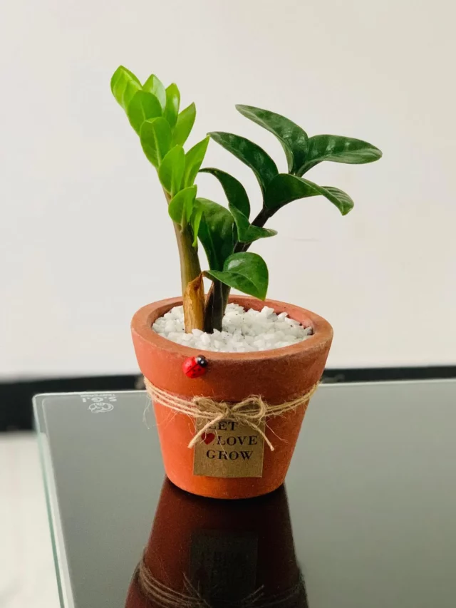 Dwarf ZZ Plant In Terracotta Pot Displayed on Table at Home