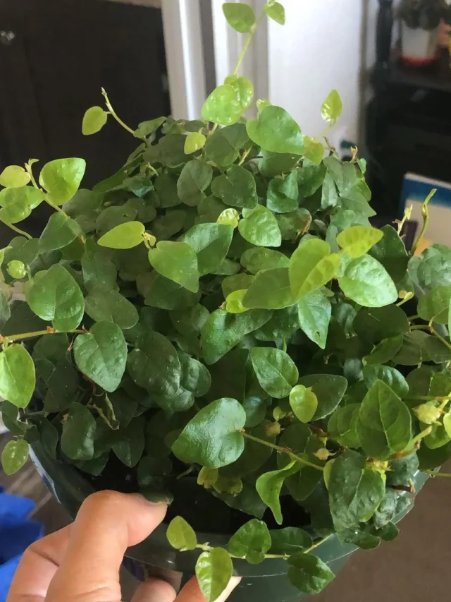 Ficus Pumila (Creeping Fig) Plant In Round Pot Held In Human Hand at Home