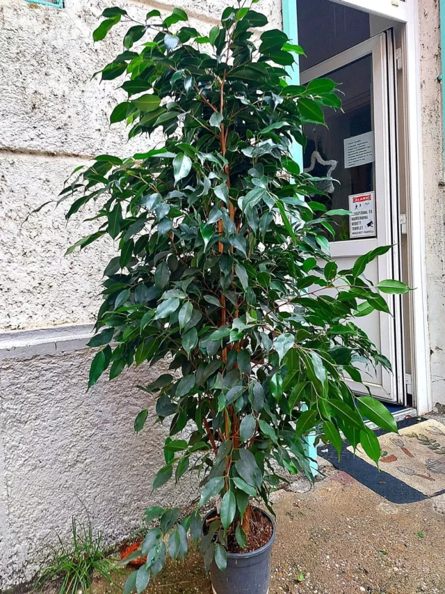 6 Feet Tall Ficus Benjamina (‘Exotica’) Indoor Plant In Round Pot Displayed Near Doorstep