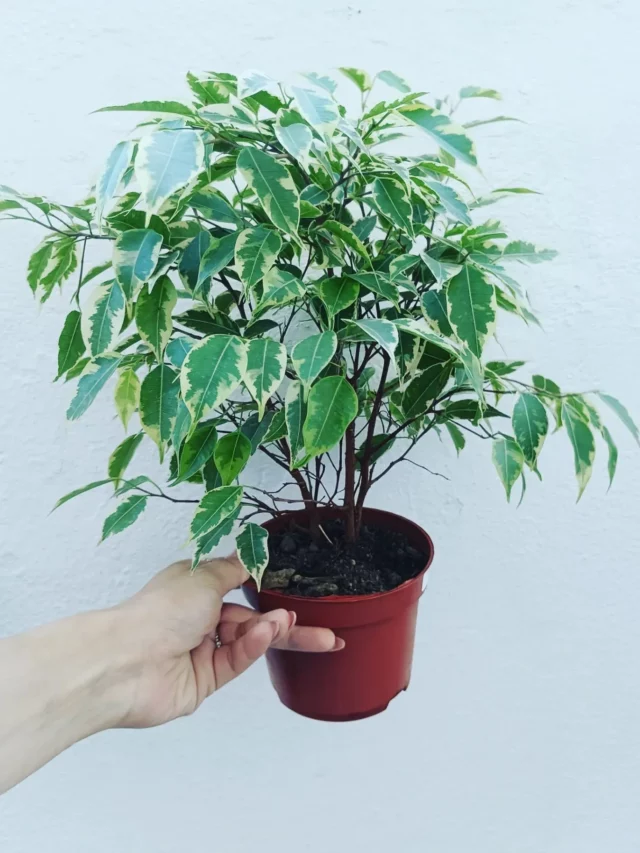 2 Feet Tall Ficus Benjamina (‘Golden King’) Indoor Plant In Brown Color Round Pot Held In Human Hand